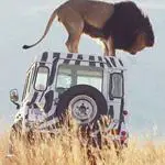 Respuesta safari