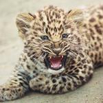 Antwort leopard