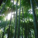 Responder bambú