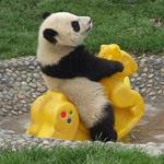 Risposta panda