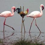 Antwort flamingo