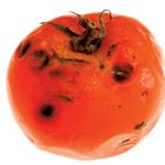 Responda tomate