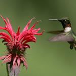 Antwort colibri