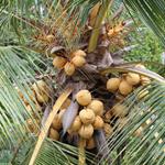 Antwort kokosnuss