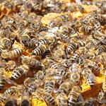 Répondre abeilles